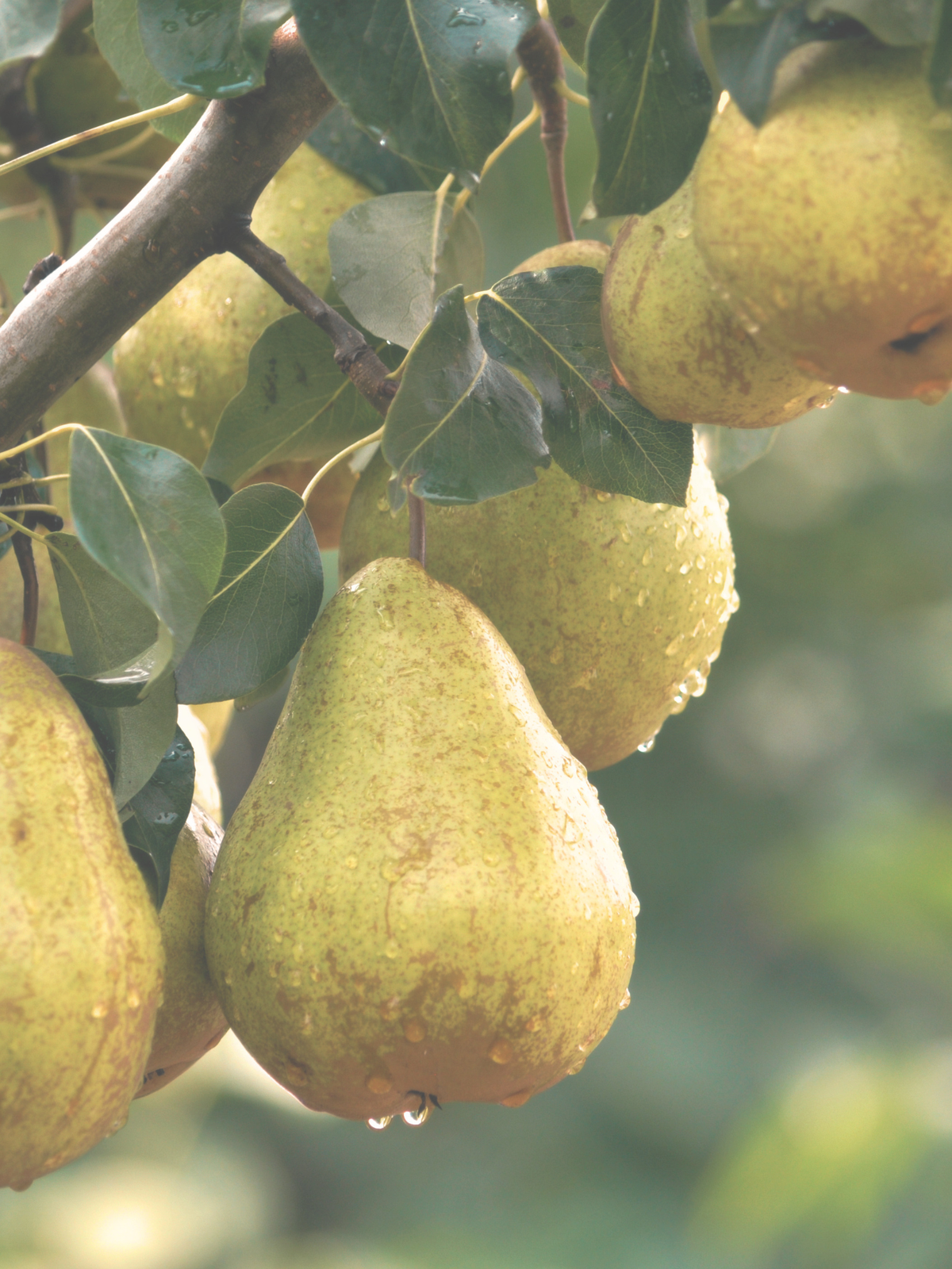 White Pear & Orchid
