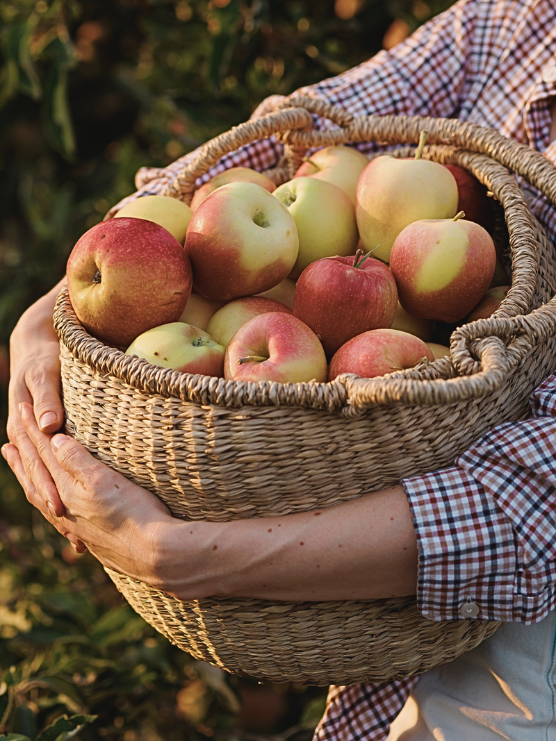 Bushel & Branch